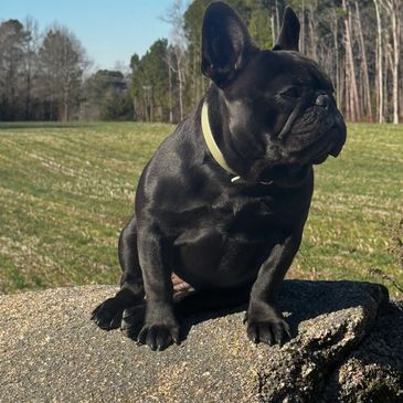 Black dog sitting on a rock outdoors on a sunny day.