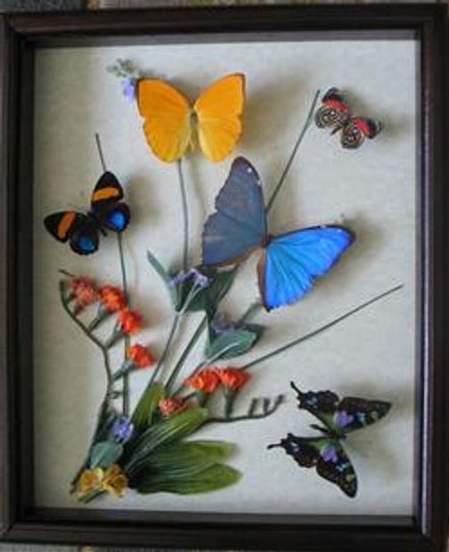 AMAZING & BEAUTIFUL BUTTERFLIES