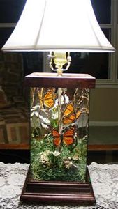 AMAZING & BEAUTIFUL BUTTERFLIES