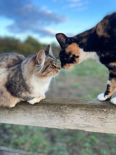 Two cats touching noses on a wooden fence outdoors.