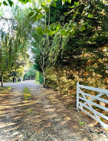 A sunlit gravel path lined with trees and a white wooden gate.