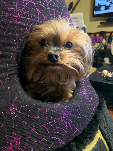 Guinness in his witch hat
