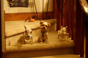 Boo Boo living the spooky lifestyle