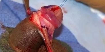 This is what a normal looking and functioning penis looks like when it is being cut.