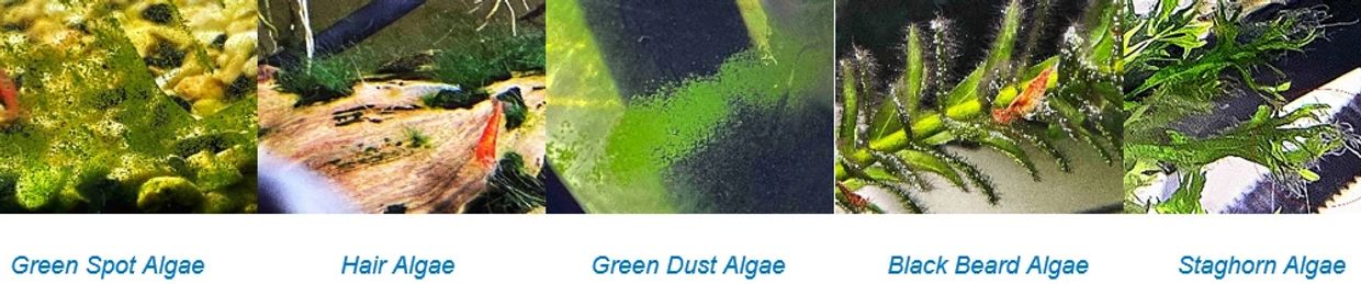 Common algae Reverse Respiration kills. 