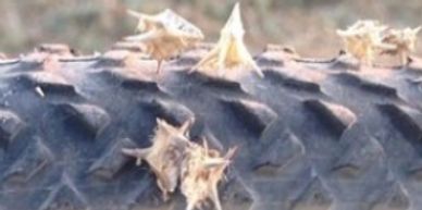 Battle of the Goatheads