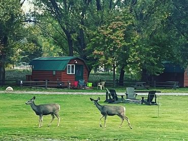 Deer walking through rv park past camper canins