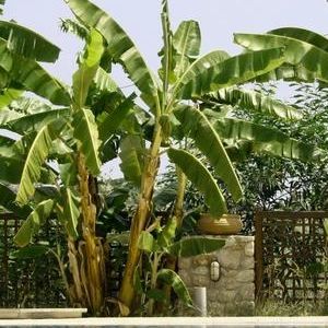 Cold Hardy Bananas