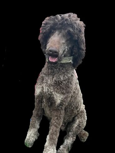 Standard Poodle
