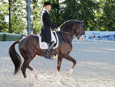 Sire Blue Hors Don Olymbrio