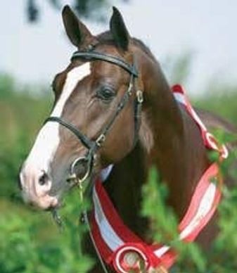 Blue Hors Don Romantic