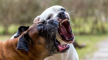 agresif
agressivité
congenere
chien mechant
attaque