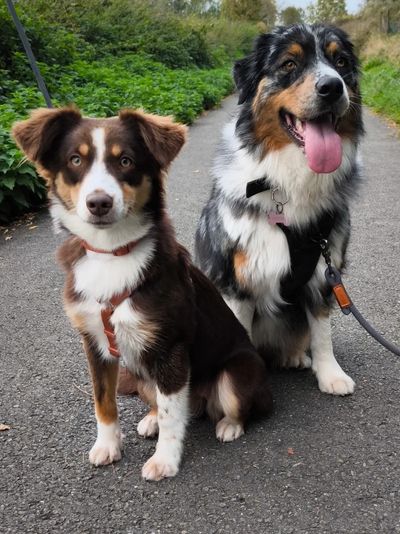 dog Sitter
balade canine
tire fort
peureux
couillon
poubelle camion vélo voiture joggeur