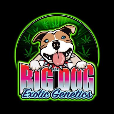 Buy Big Dog Exotic Cannabis Seeds Online
