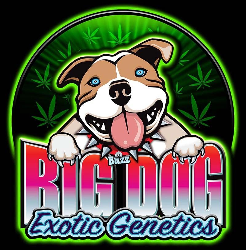 Buy Big Dog Exotic Cannabis Seeds Online, Godfather OG CBD