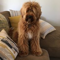 A medium Fleece coated red Tuxedo courtesy of Oakham Doodles Australian Labradoodles