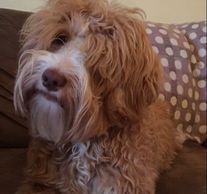 A miniature Fleece coated Caramel Tuxedo courtesy of Oakham Doodles Australian Labradoodles