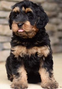 Photo courtesy of Oakham Doodles