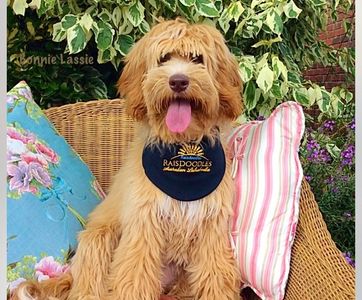 Caramel Fleece coat abstract Australian Labradoodle courtesy of Raisdoodles Australian Labradoodles