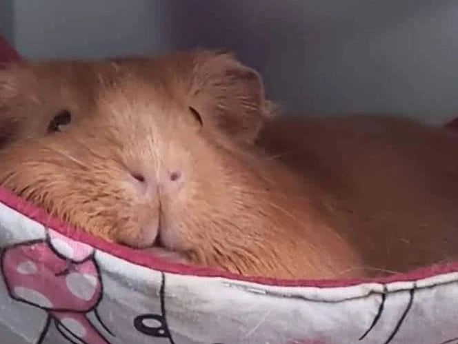 Meerschweinchen auf Hängematte