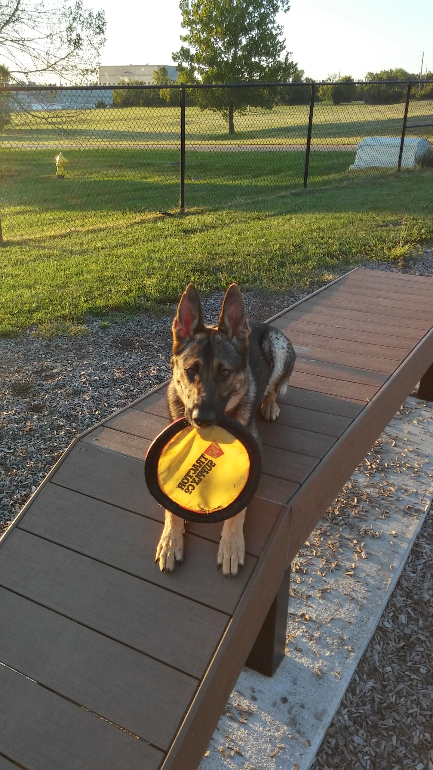 show me k9 dog training