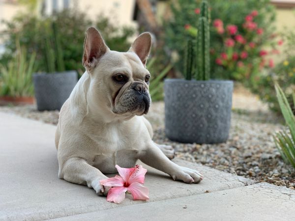 French bulldog lying on pavement with a pink flower.