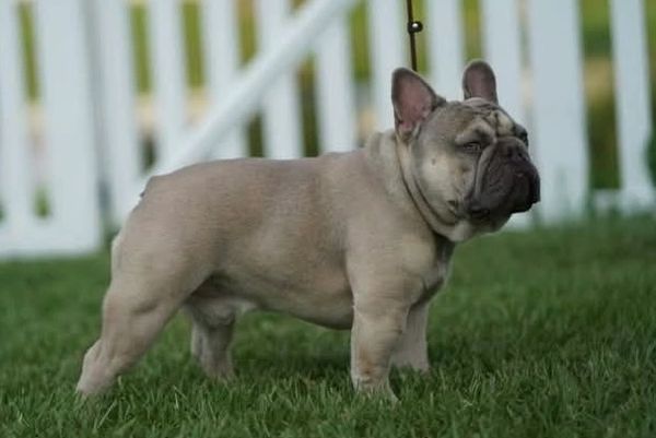 A French Bulldog standing on grass with a white fence in the background.