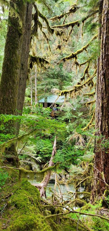view of Harmony Lodge from the forest across the Index Creek