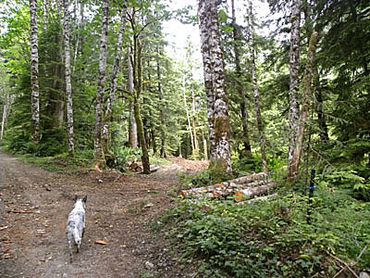 dog strolling through the Harmony Lodge property
