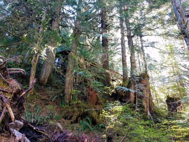 in the forest on Harmony Lodge property