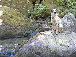 Maggie dog playing at river edge