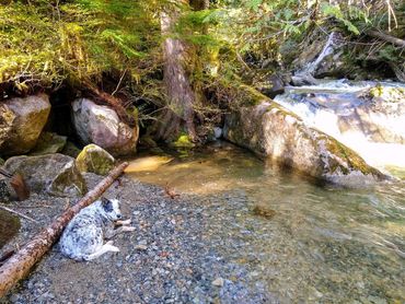 your dog, and you, will enjoy being next to the Index Creek. Play in it during the summer months.