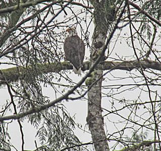 magnificent close up of one of the many eagles in tree