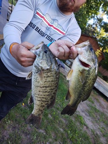 Person holding two large bass fish outdoors.