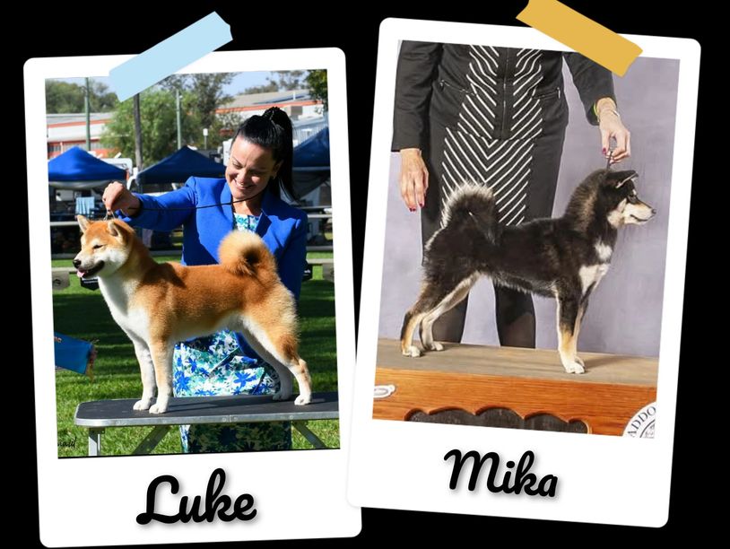 Two Shiba Inu dogs named Luke and Mika being presented at a dog show.