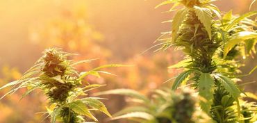 Sun-grown outdoor cannabis sits in a hemp farmer's field in the state of New York.