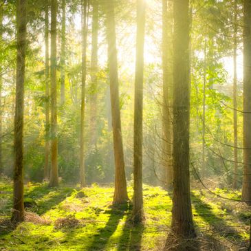 Sunshine through the trees. Photo by Skitterphoto from Pexels.