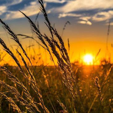 Wheat field sunrise. Photo by Felix Mittermeier from Pexels.
