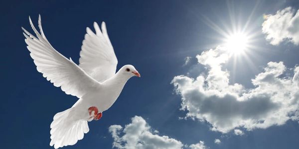 CT celebration of life, CT funeral, unique celebration of life, judy thompson, CT celebrant