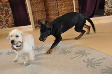 Puppy socialization is essential