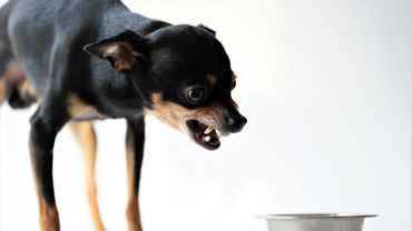 Training food guarding