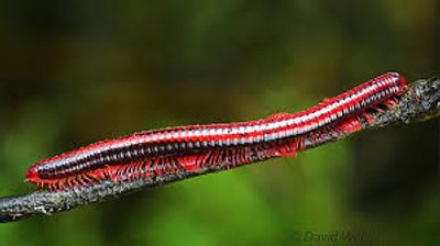 Millipede