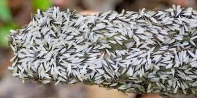 Termite Swarmers