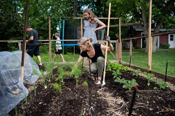 Family gardening together in a backyard garden bed on a sunny day.