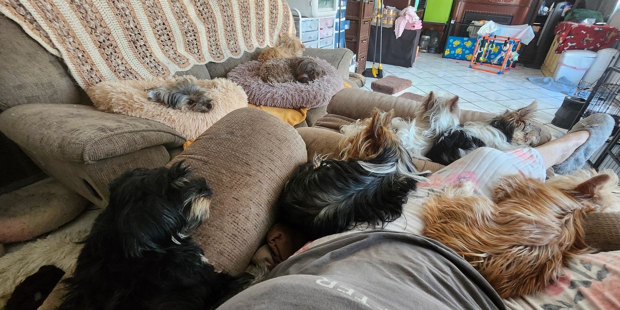 A cozy living room filled with seven small dogs resting on cushions and a person relaxing on the couch.
