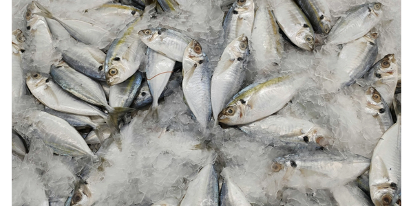 Fresh fish displayed on crushed ice at a market.