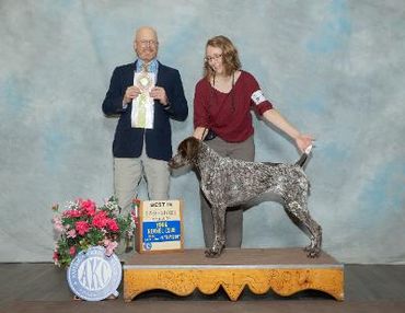 Tara GSP - 2022 York Specialty Sweeps - Still getting the hang of this show thing...