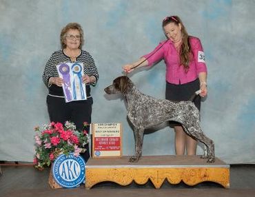 Tara GSP - 2022 York Specialty New Champion!