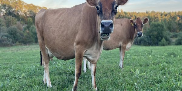 Two brown cows standing on grass near trees.