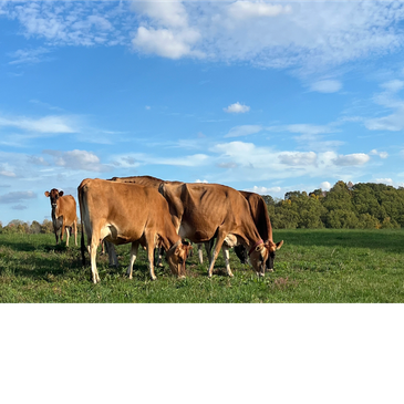 Cows grazing on green grass under a blue sky.